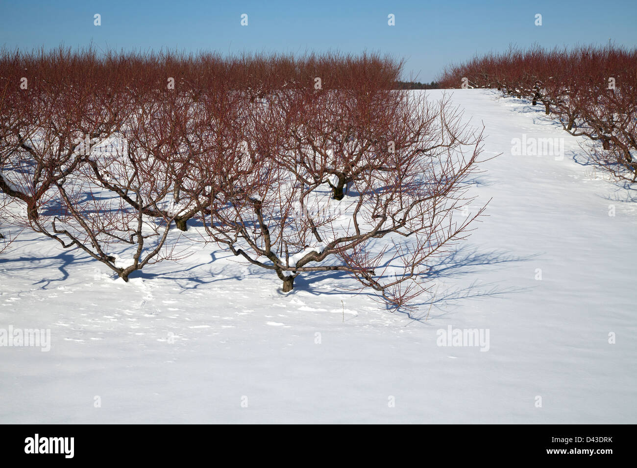 Fruit orchard in Winter setting, southwestern, Michigan USA Stock Photo