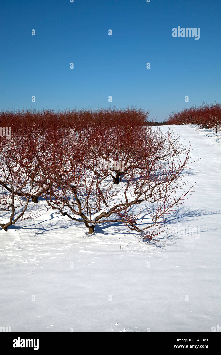 Fruit orchard in Winter setting, southwestern, Michigan USA Stock Photo