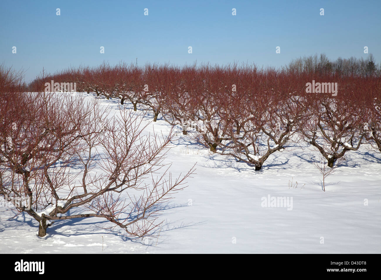 Fruit orchard in Winter setting, southwestern, Michigan USA Stock Photo