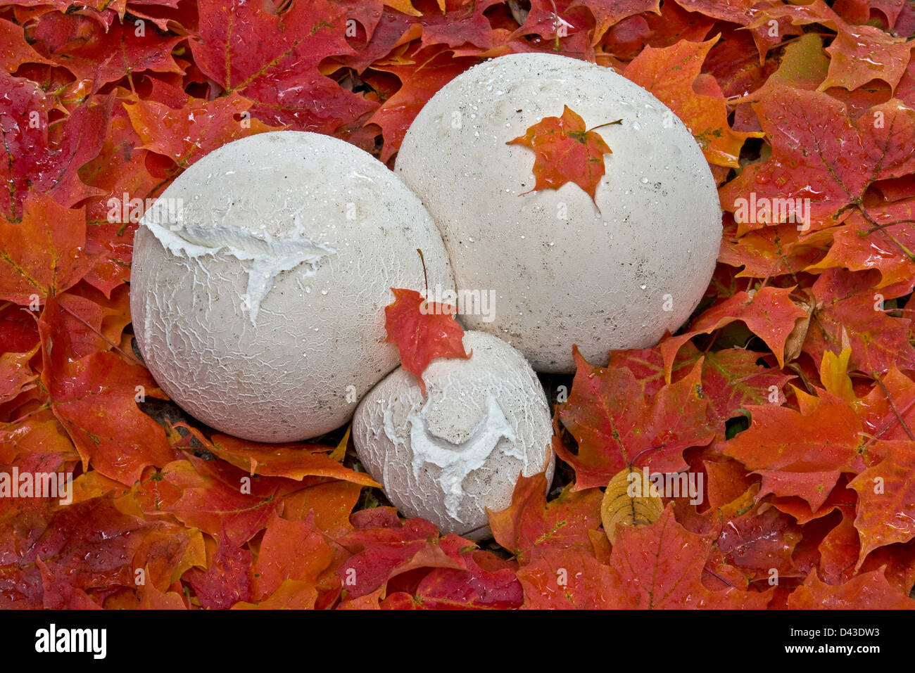 Giant puffball mushrooms (Calvatia gigantea) after rain, Autumn forest with Red Maple Leaves ( Acer rubrum ) Eastern USA Stock Photo