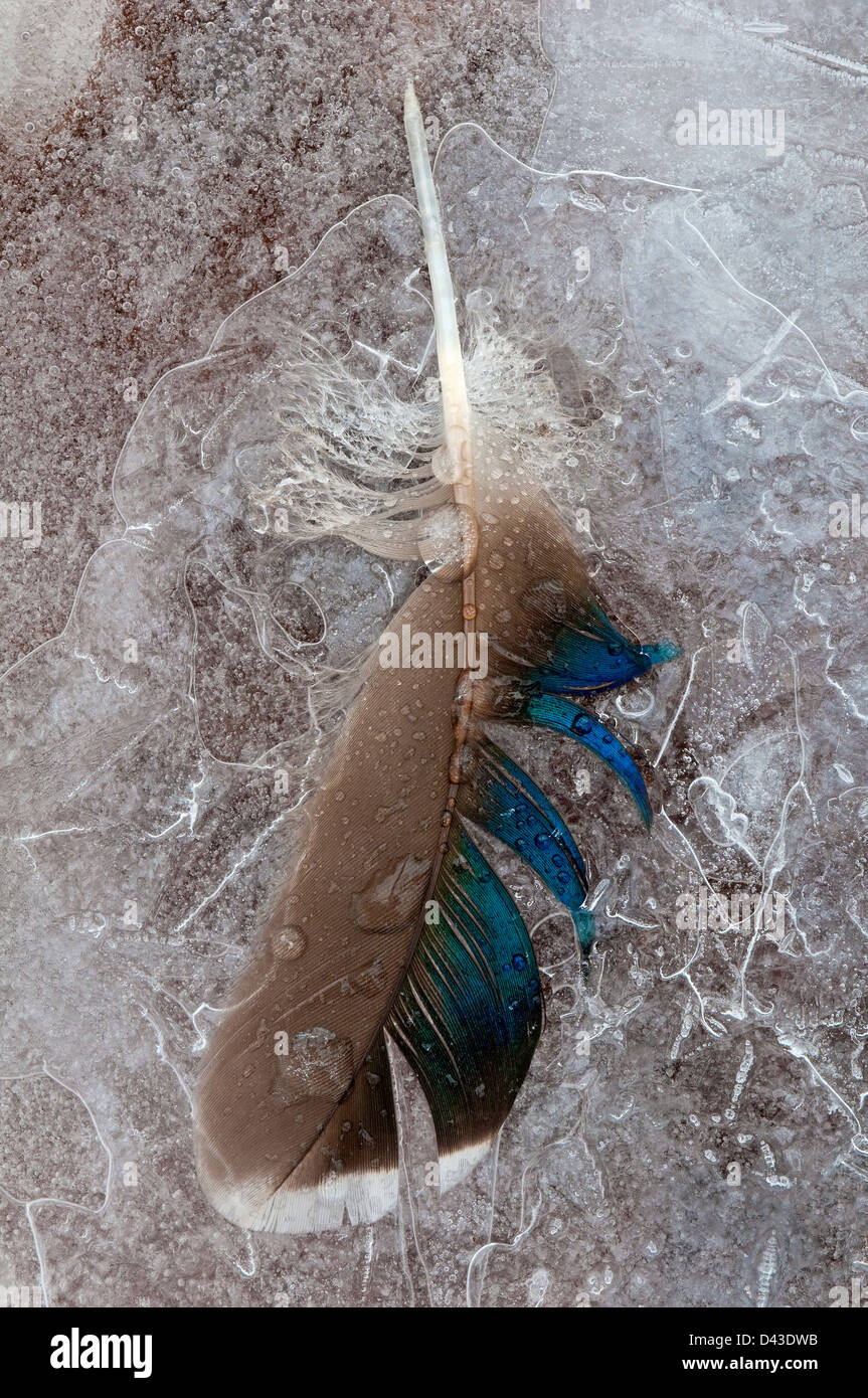 Drake Mallard Duck Anas platyrhynchos feather frozen in pond ice  E USA Stock Photo