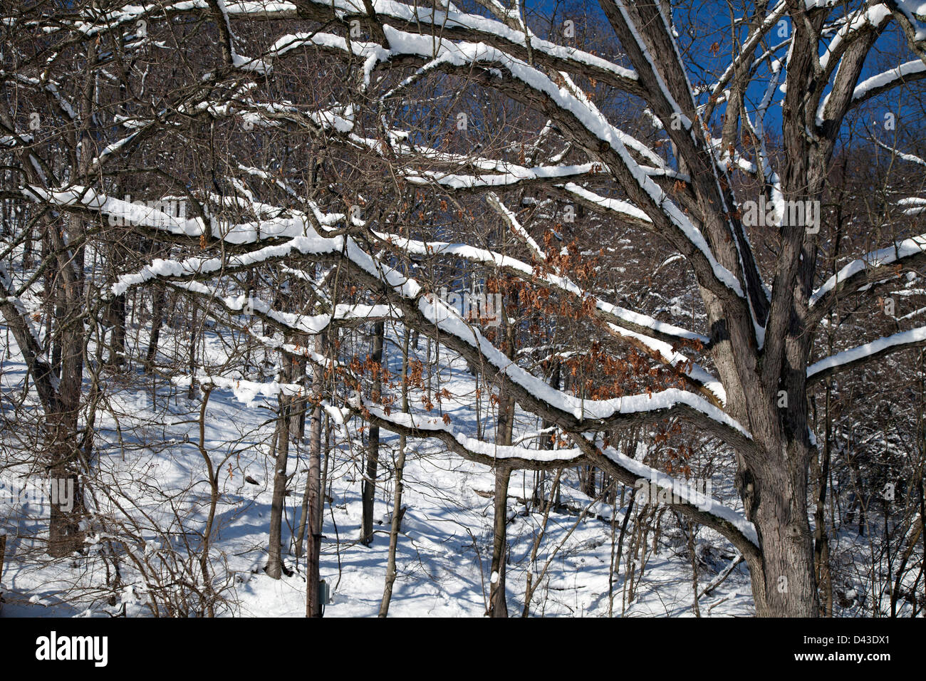 Deciduous forest winter, southwestern Michigan USA Stock Photo