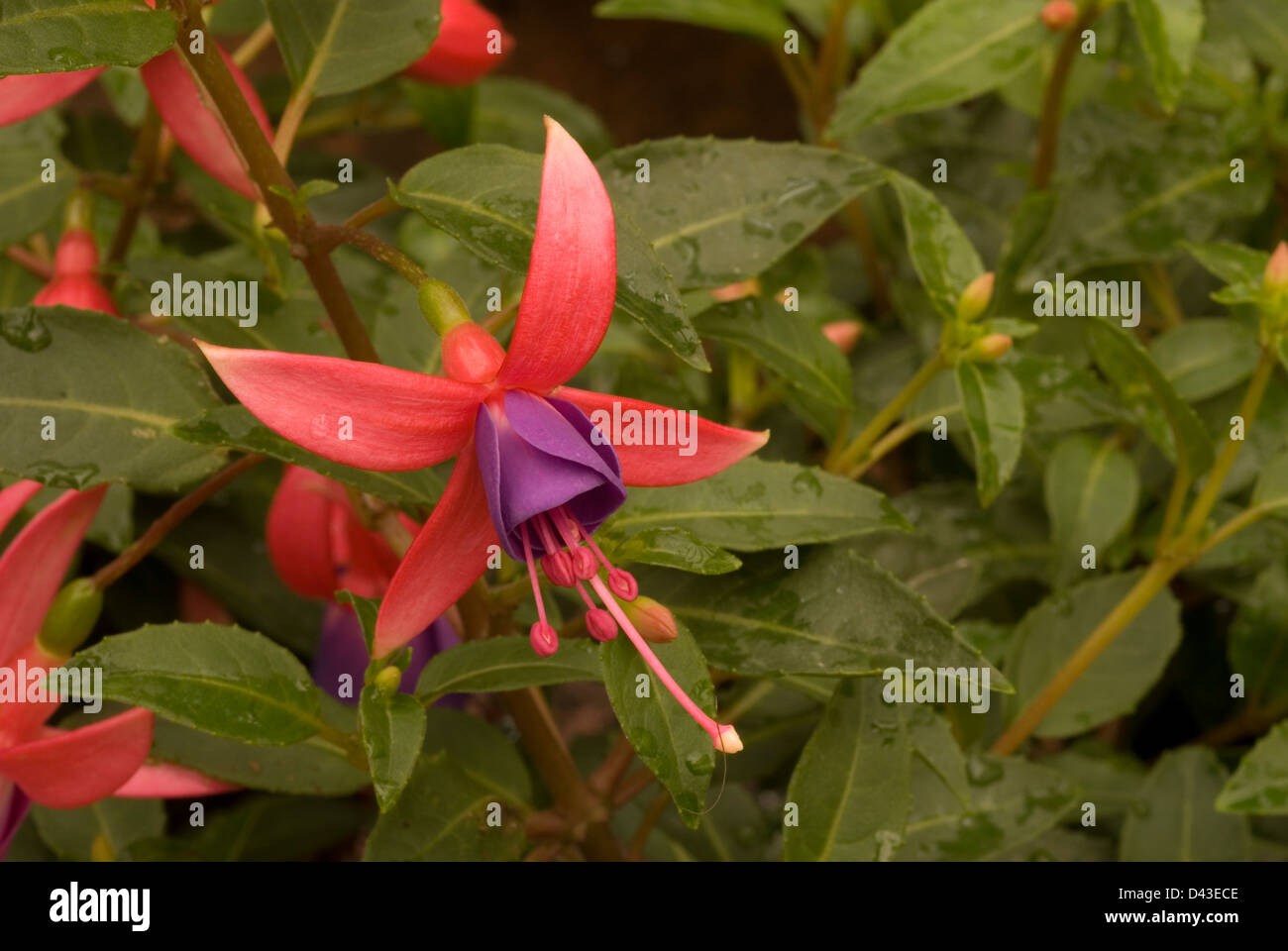 Fuchsia sp. 'Blue Eyes', Onagraceae Stock Photo