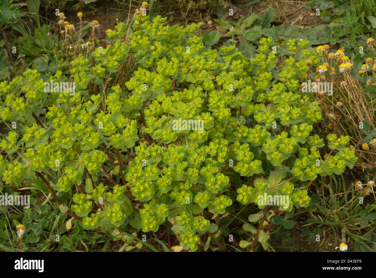 Sun Spurge Euphorbia helioscopia, Euforbiaceae, Roma, Lazio, Italy Stock Photo
