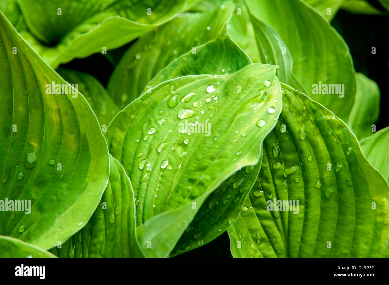 Green leaves of a plant with dew drops taken as close up Stock Photo ...