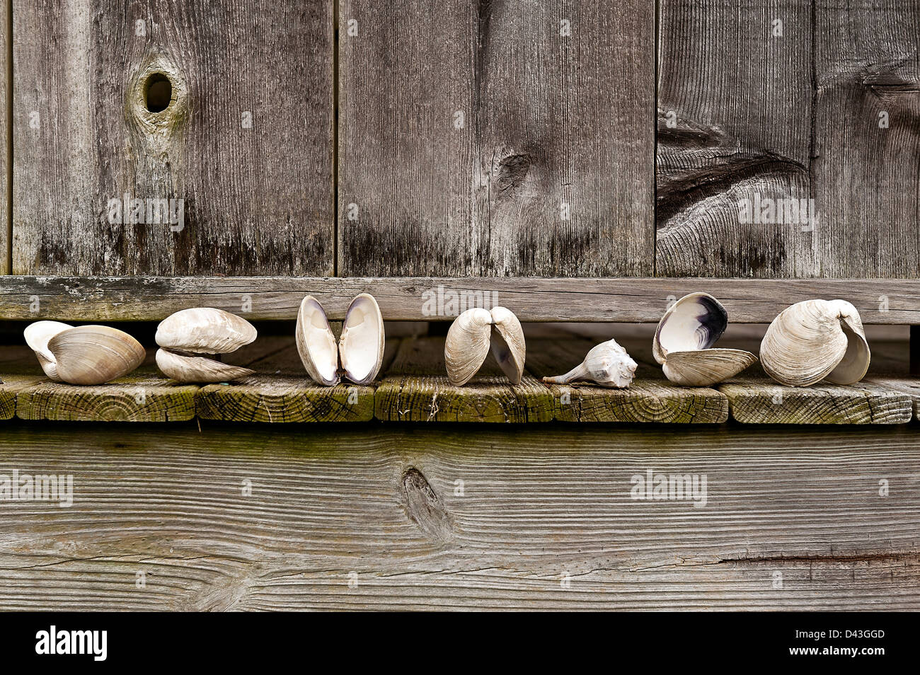 Seashells lined up by a rustic outdoor shower. Stock Photo