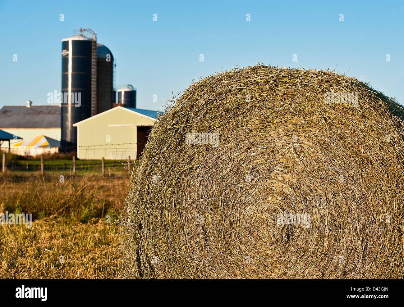 Round hay bale on farm field. Stock Photo