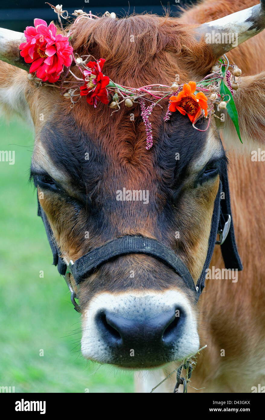 Steer with flower wreath. Stock Photo