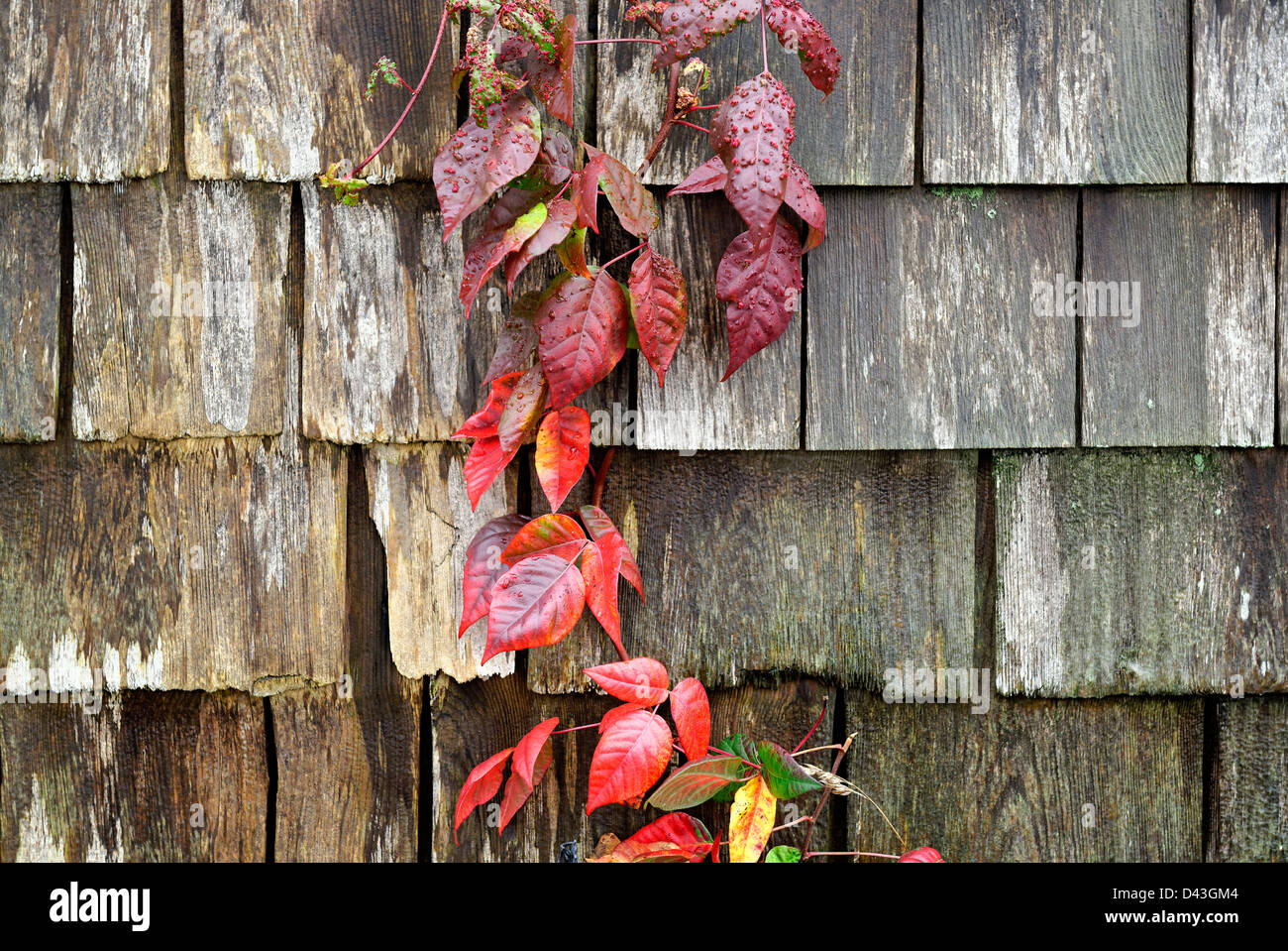 Poison ivy, Toxicodendron radicans, a poisonous plant growing on the side of a house, Stock Photo