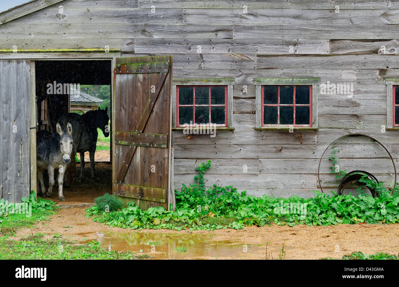 Donkey takes cover in a barn during rain, West Tisbury, Martha's Vineyard, Massachusetts, USA Stock Photo