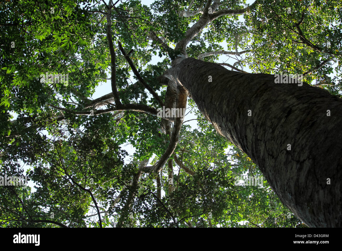 Bigtree at arippa forest Stock Photo
