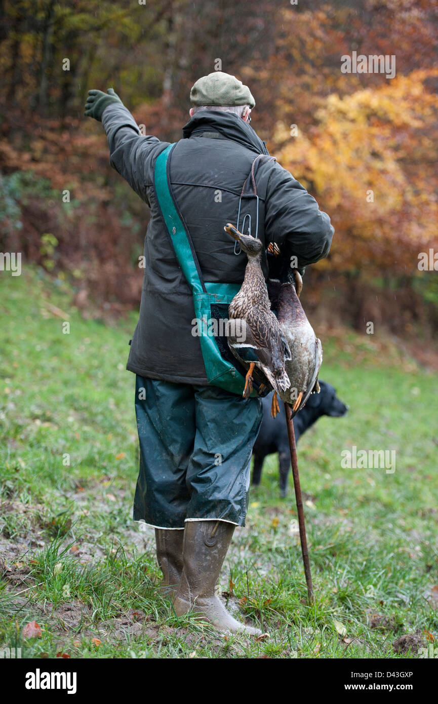 Gamekeeper with birds sending dog off to retrieve Stock Photo Alamy