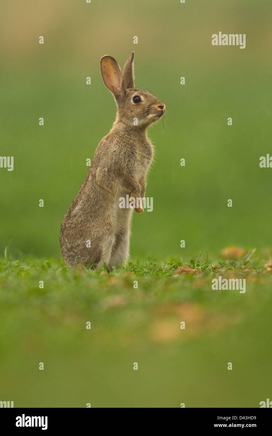 A rabbit with big ears in the field is watching around Stock Photo
