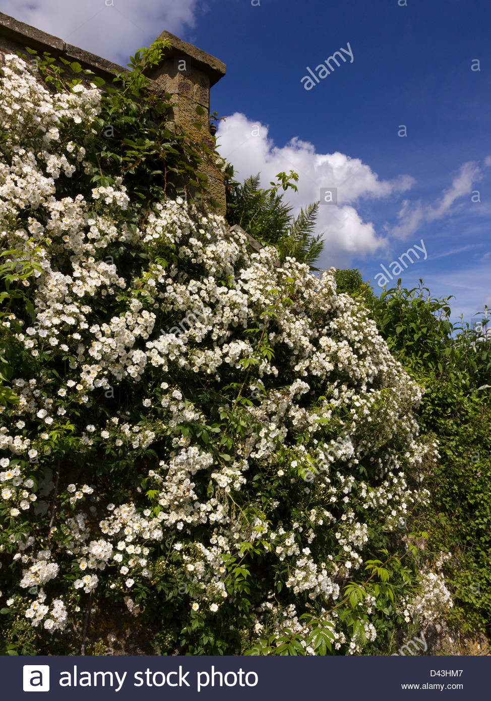 Climbing Rambler White Rose High Resolution Stock Photography and ...