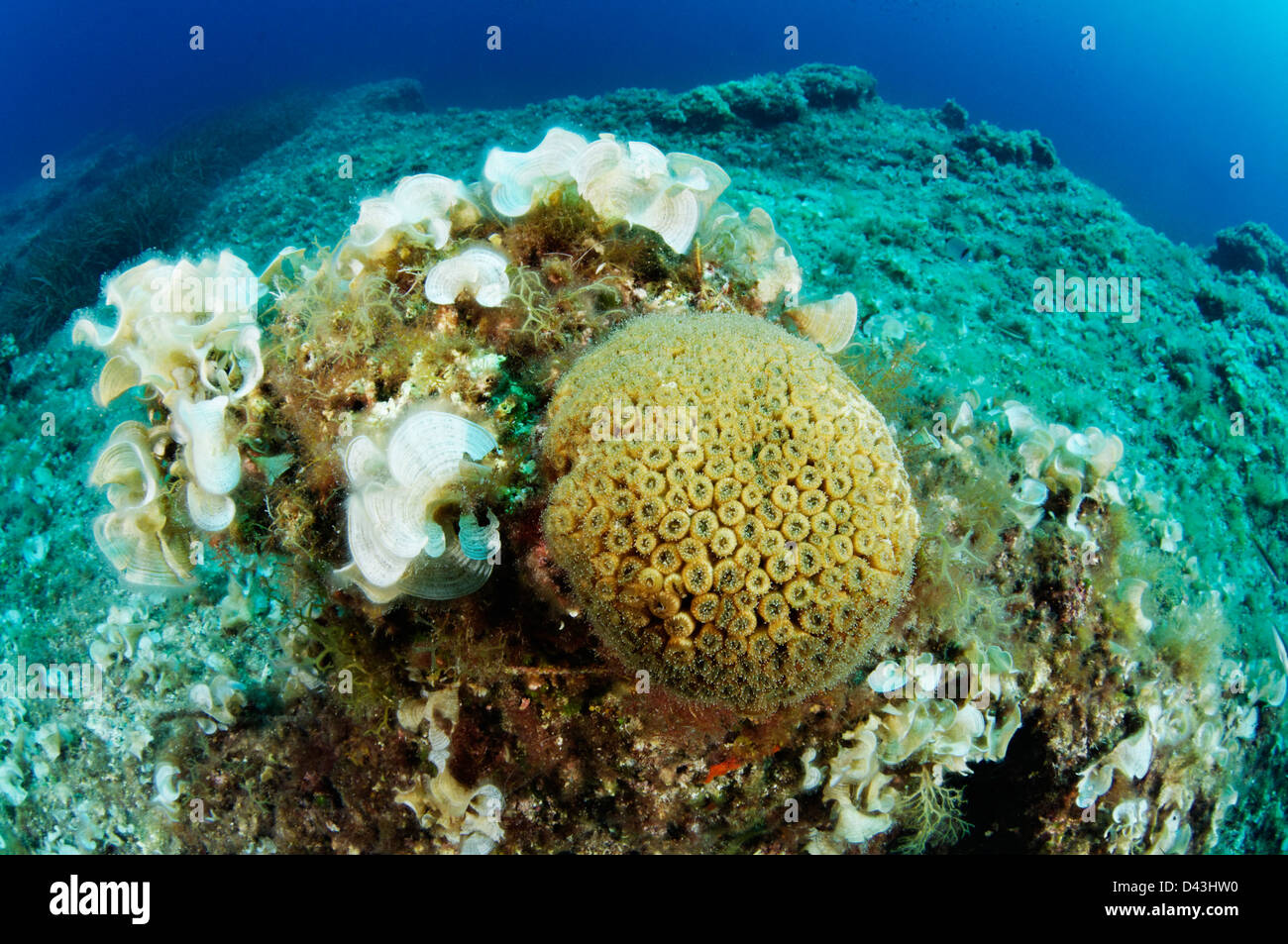 Cladocora caespitosa, Pillow Coral, Croatia,  Mediterranean Sea, Kornati National Park Stock Photo