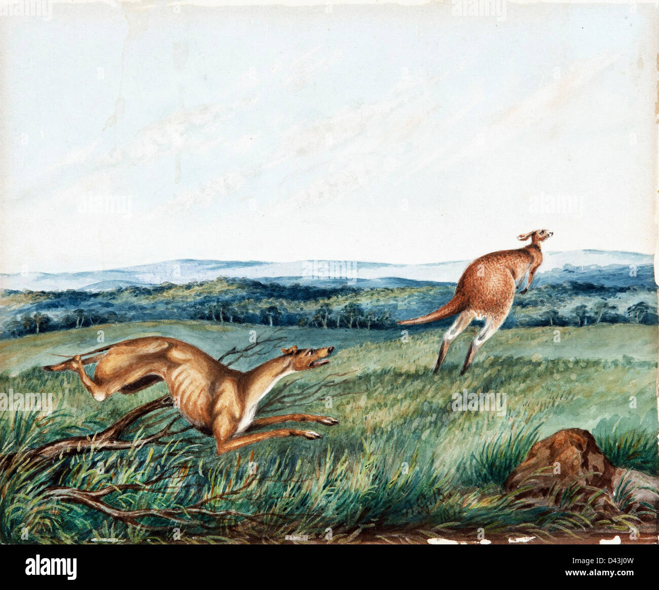 Kangaroo hotsell hunting dog