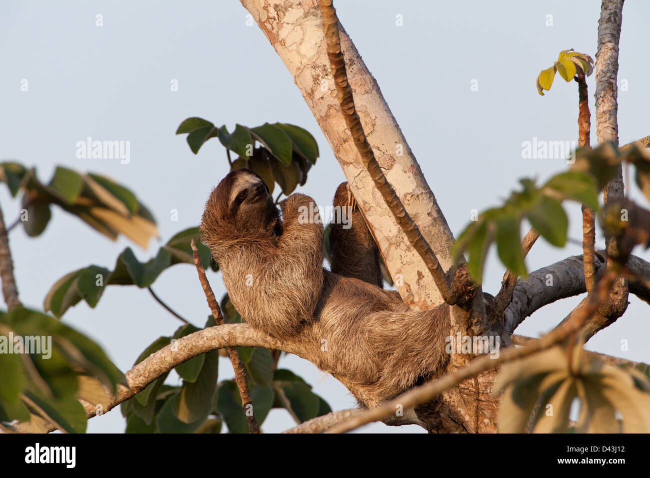 Three-toed Sloth, Bradypus variegatus, in a Cecropia tree beside Rio Chagres, Soberania national park, Republic of Panama. Stock Photo