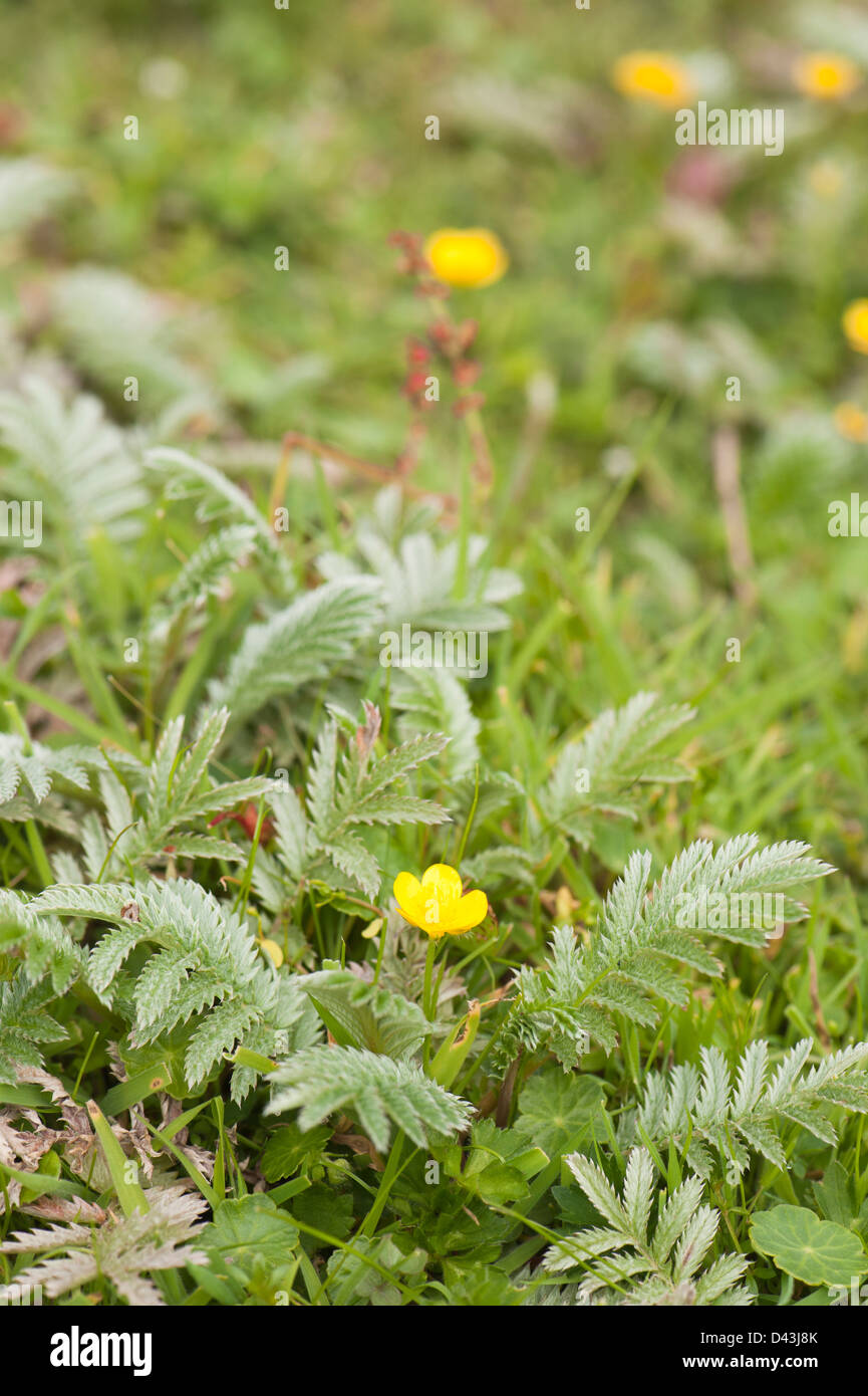 Silverweed, Potentilla anserina, in flower Stock Photo
