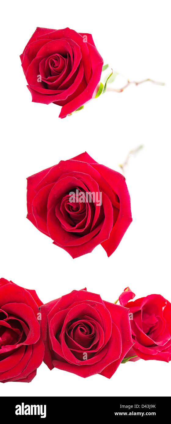 beautiful red roses and petals isolated on white Stock Photo