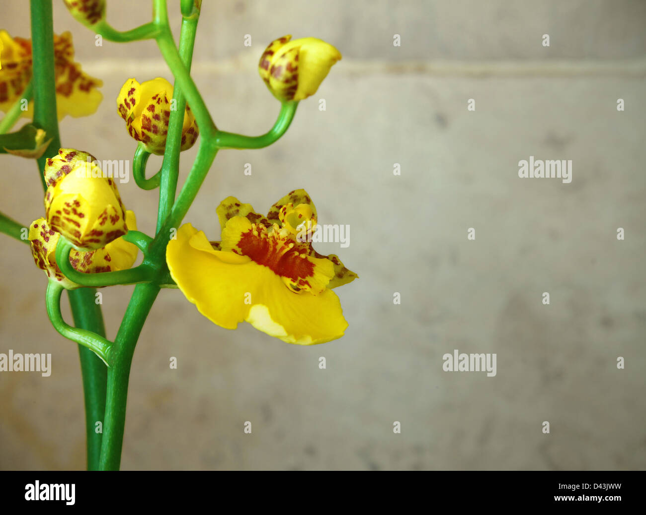 Yellow Oncidium Orchid Stock Photo