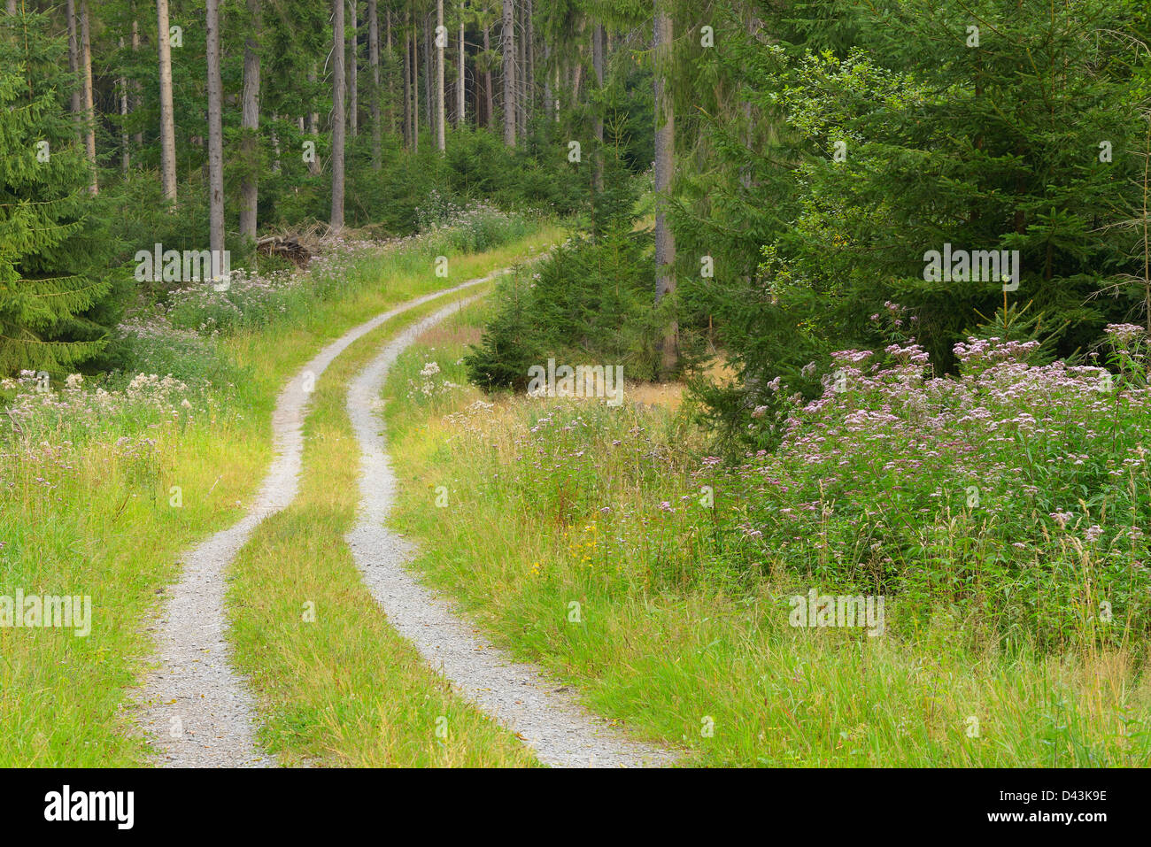 Path through Forest, Odenwald, Hesse, Germany Stock Photo - Alamy