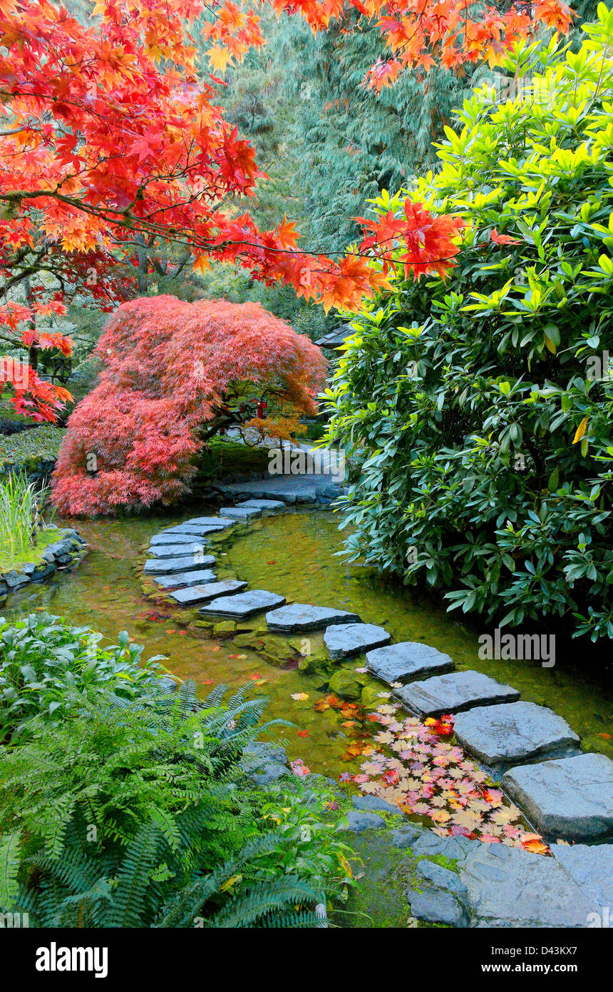 Stepping stones and Fall color  the Japanese Garden, Butchart Garden Stock Photo