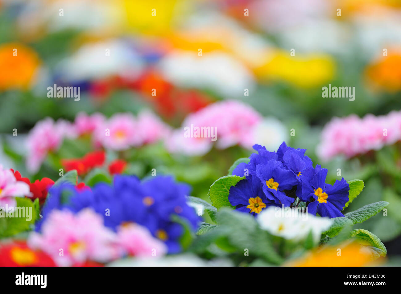 Primerose Flowers, Bavaria, Germany Stock Photo
