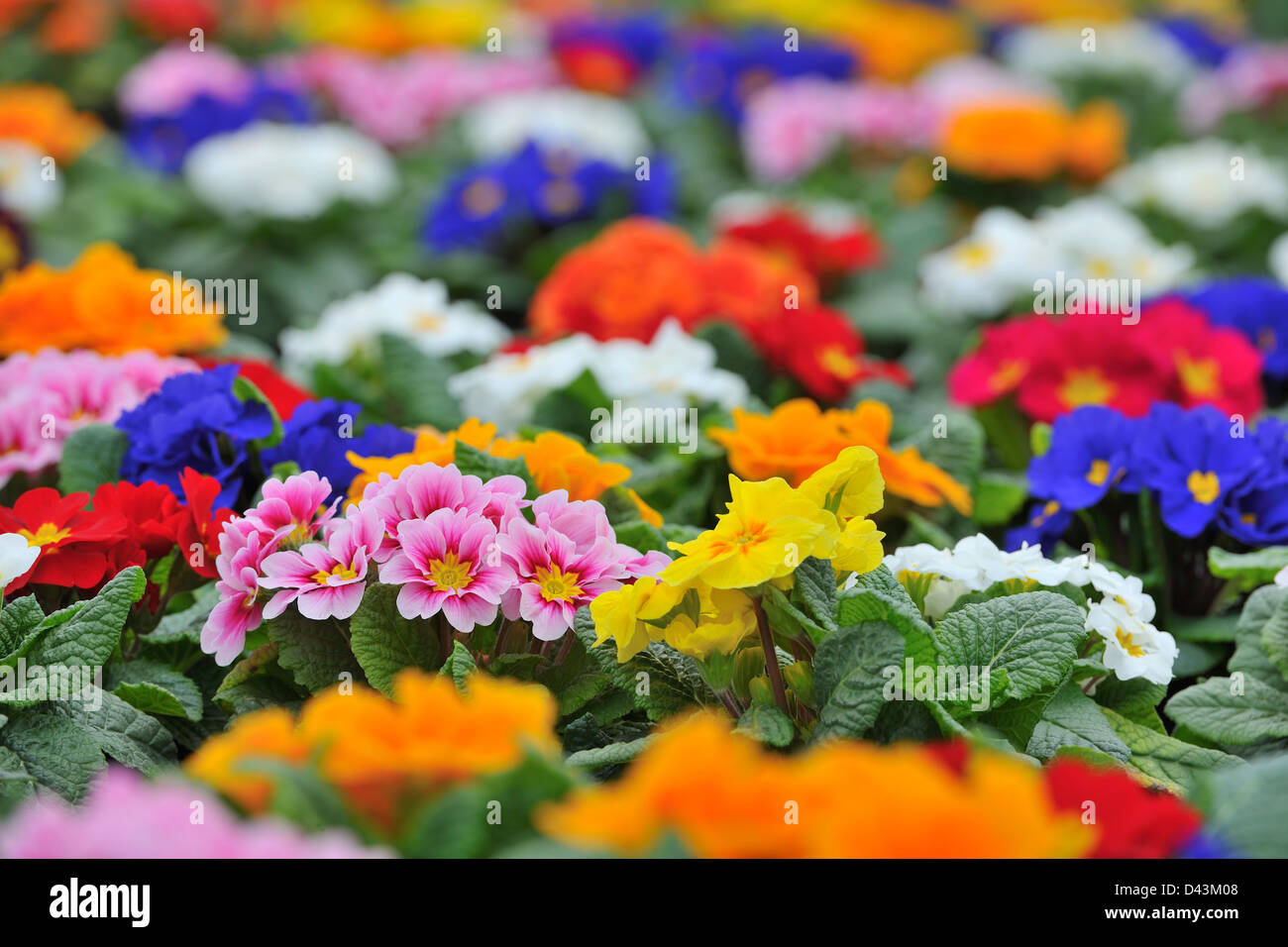 Primerose Flowers, Bavaria, Germany Stock Photo