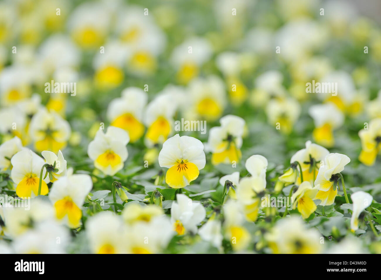 Viola Flowers, Bavaria, Germany Stock Photo