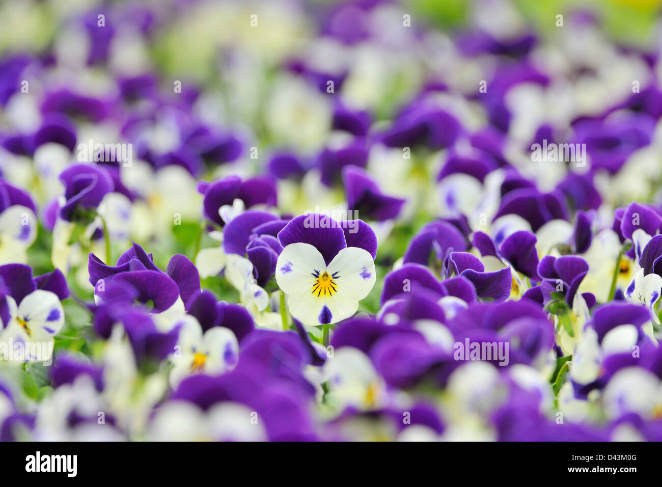 Viola Flowers, Bavaria, Germany Stock Photo