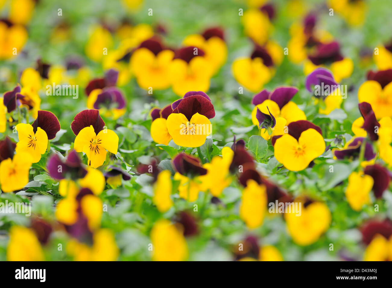 Viola Flowers, Bavaria, Germany Stock Photo