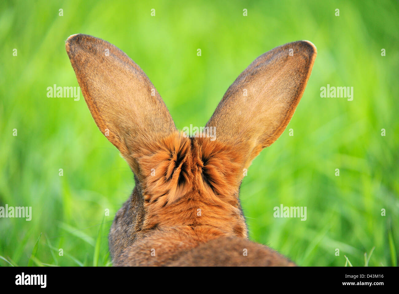 Hare, Bavaria, Germany Stock Photo