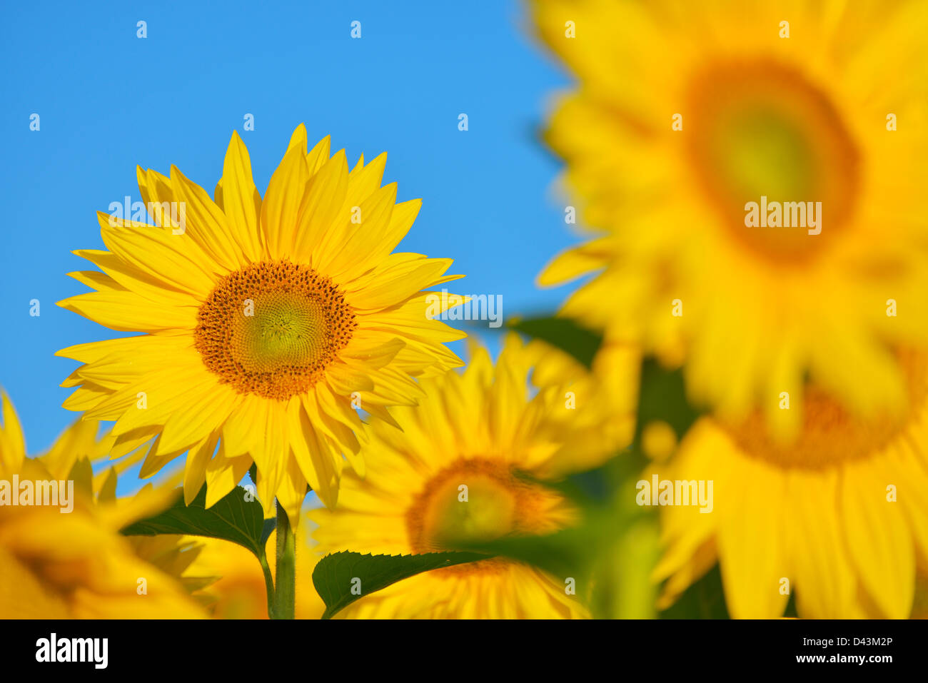Sunflower Field, Arnstein, MainSpessart, Franconia, Bavaria, Germany