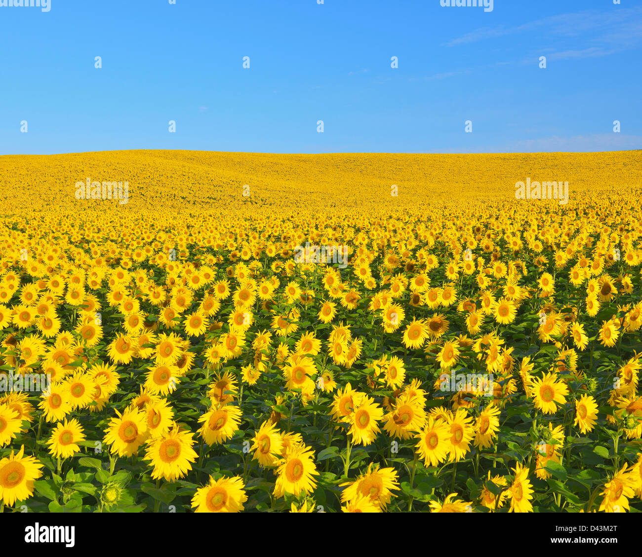 Sunflower Field, Arnstein, MainSpessart, Franconia, Bavaria, Germany
