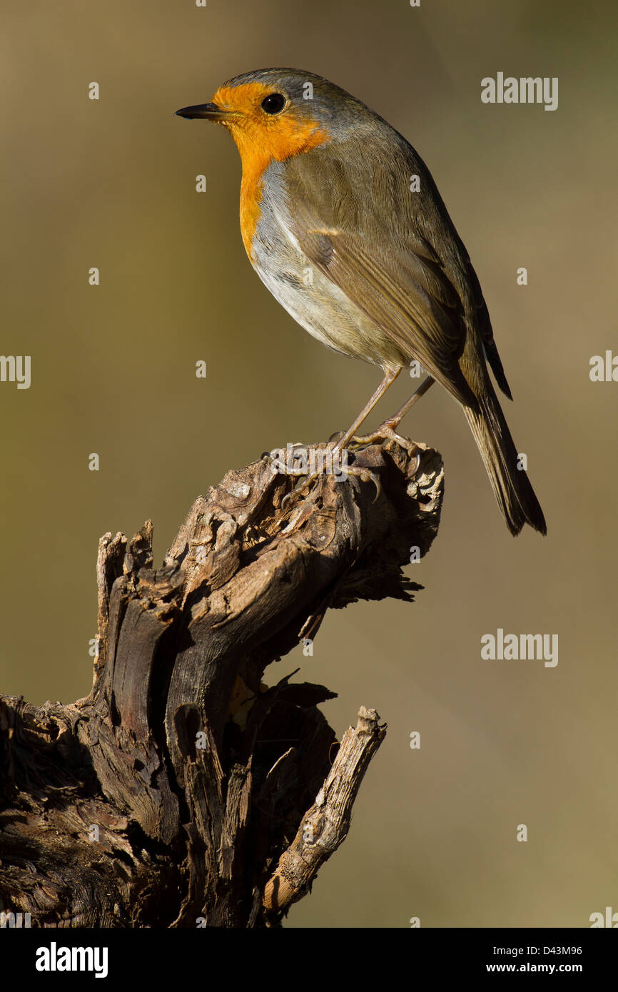 Robin on branch with good light and uniform background Stock Photo