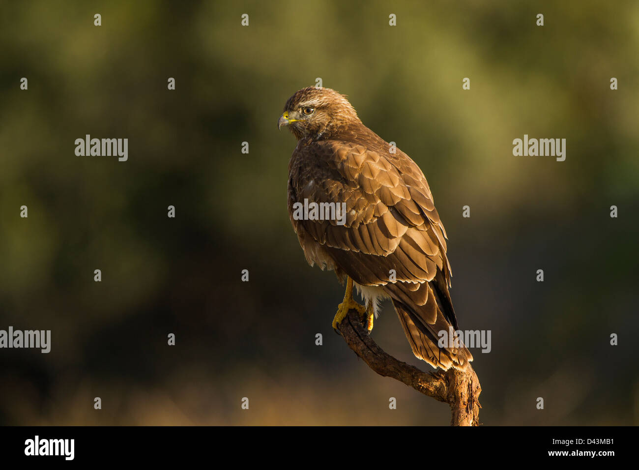 Common buzzard on trunk waiting for a prey Stock Photo