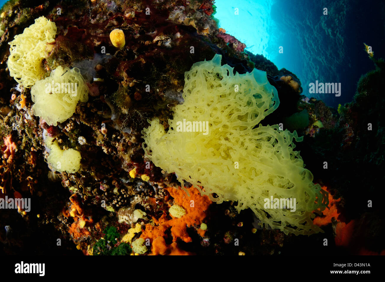 Clathrina clathrus, Yellow network sponge, Croatia,  Mediterranean Sea, Kornati National Park Stock Photo
