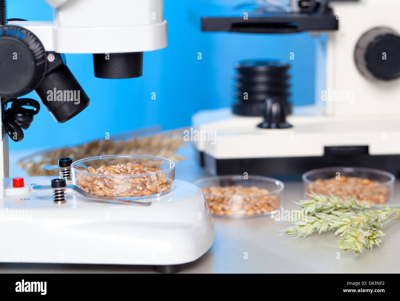 Microbiological Testing for Food Quality Stock Photo Alamy