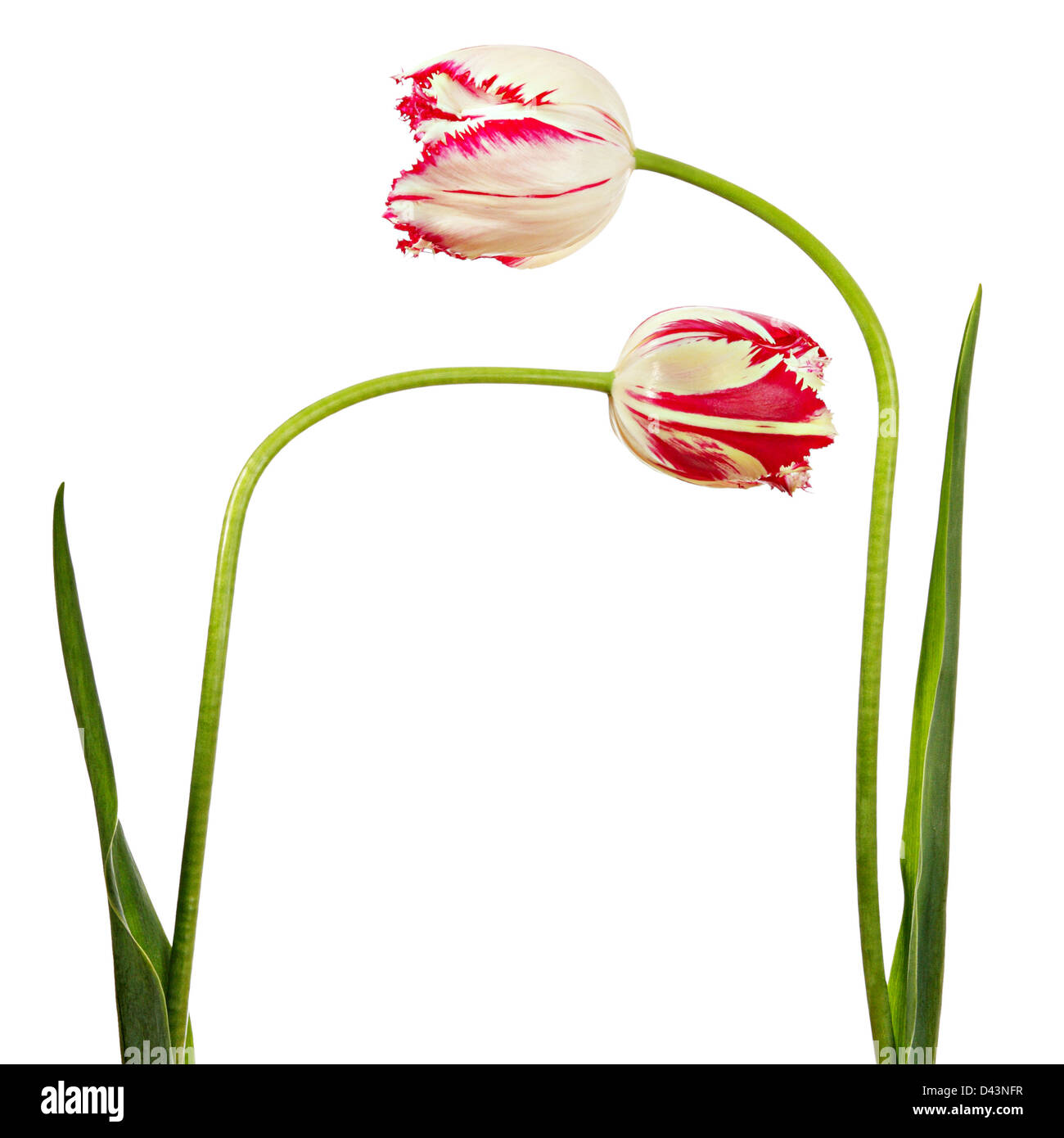 The flowers trending to each other isolated on a white background Stock