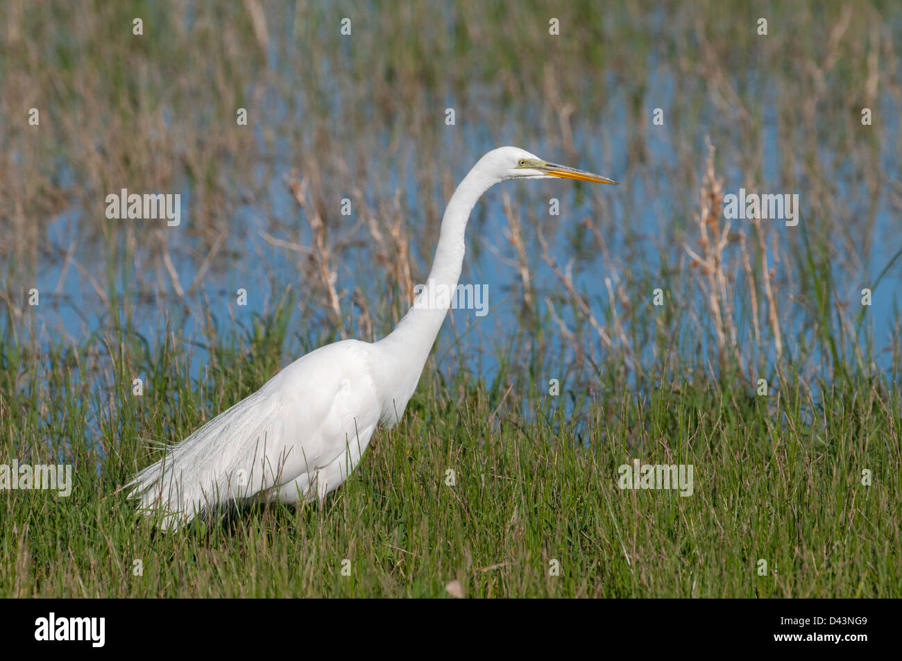 Great Egret Ardea alba Bosque del Apache National Wildlife Refuge, New Mexico, United States 27 April Adult hunting. Ardeidae Stock Photo