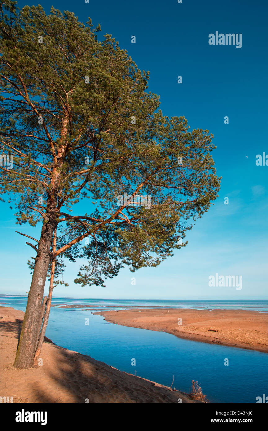 Lonely tree on coastline hi-res stock photography and images - Alamy