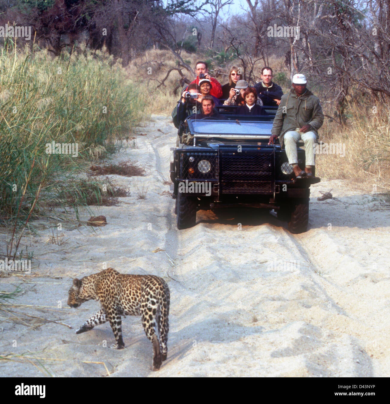 Leopard walking before tourists on safari in a jeep from a lodge in Sabi Sands Game Reserve, Kruger National Park, South Africa Stock Photo