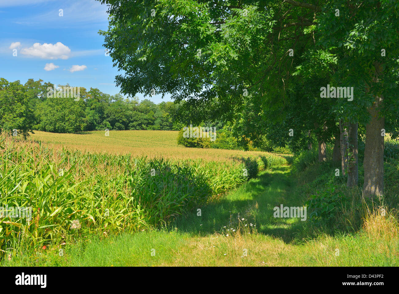 Tree-Lined Path by Corn Field, Ostringen, Baden-Wurttemberg, Germany Stock Photo