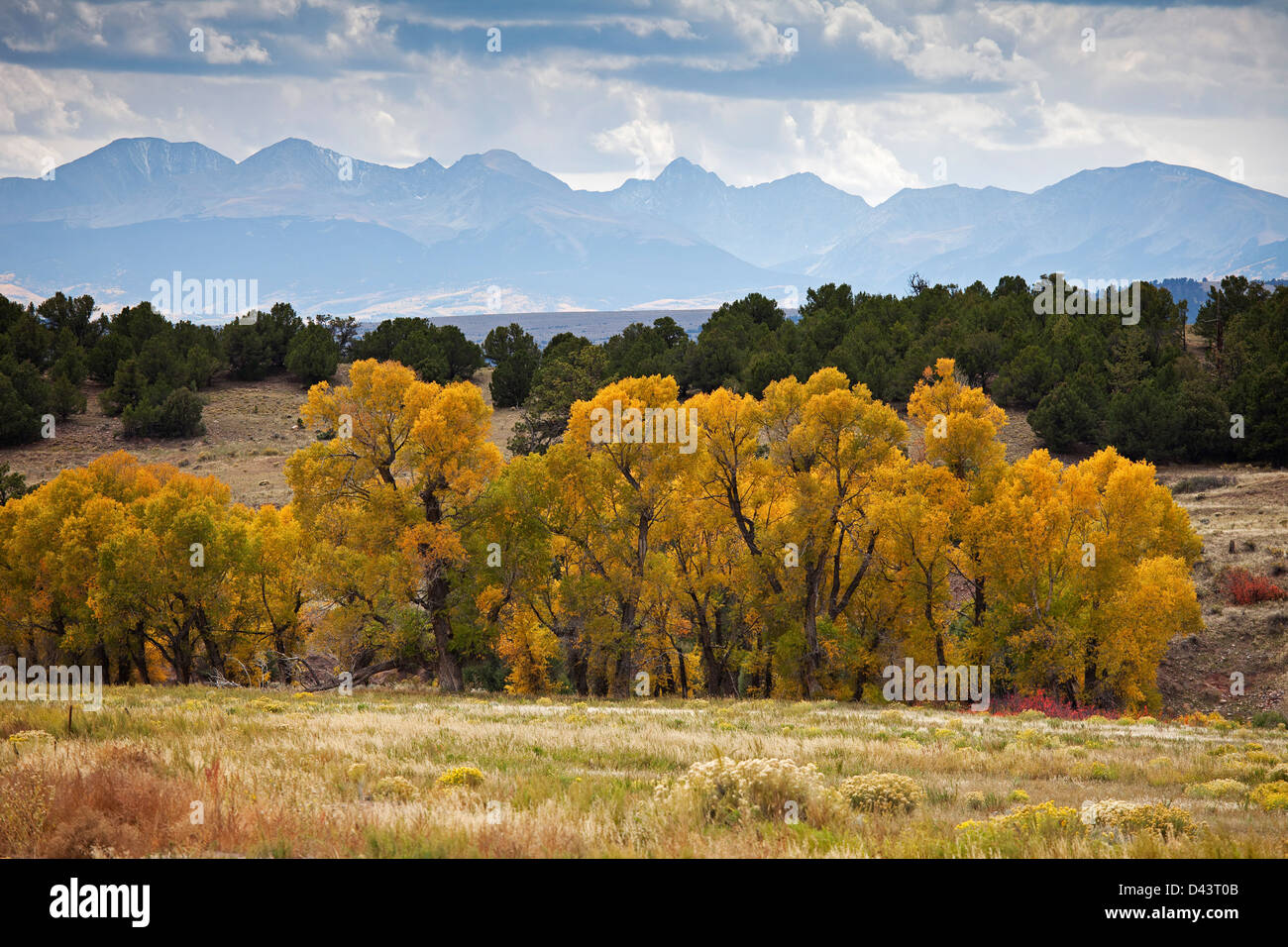 Cottonwood Trees in Autumn, Colorado, USA Stock Photo - Alamy