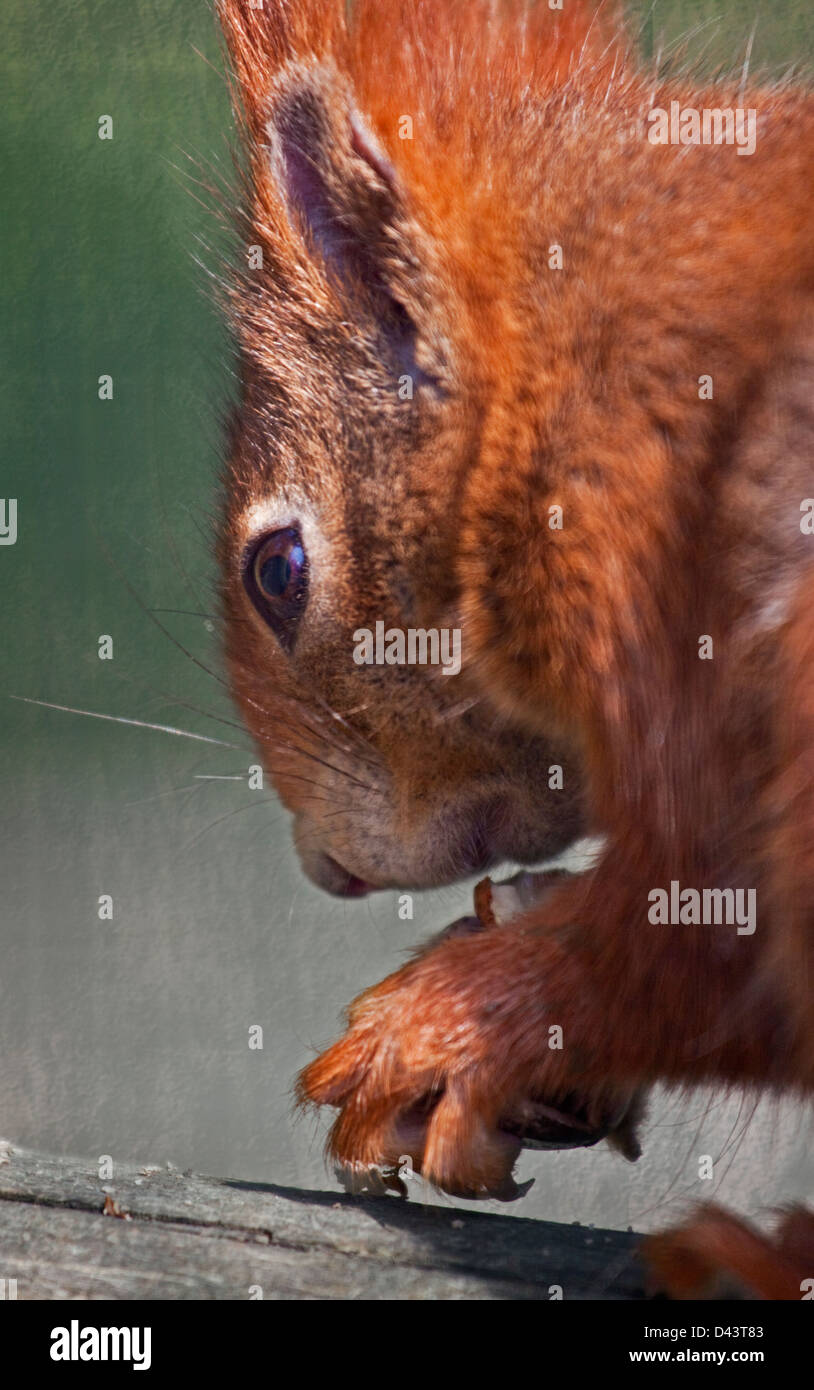 European Red Squirrel (sciurus vulgaris) eating nuts Stock Photo