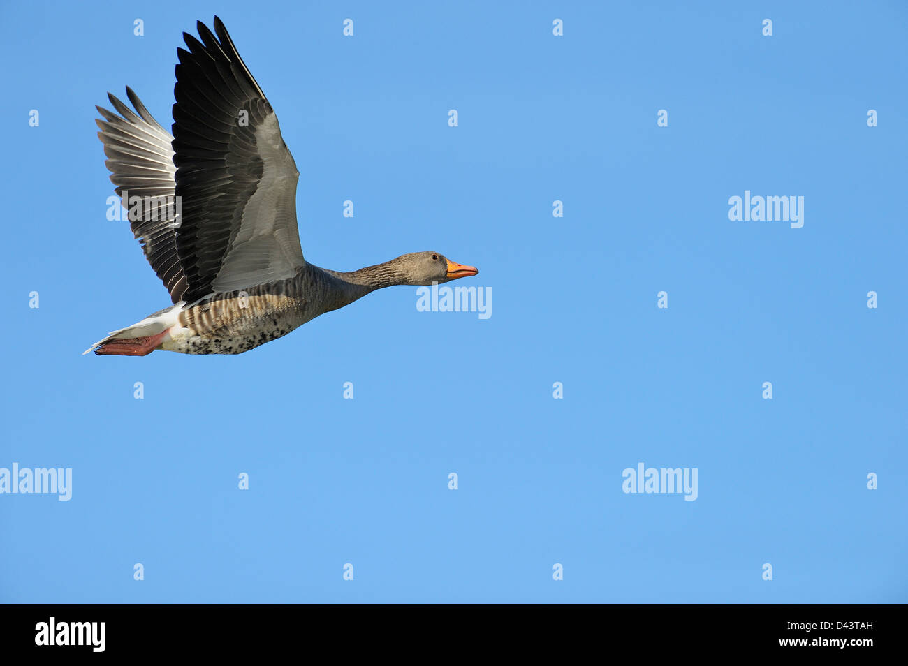 Greylag Goose, Hesse, Germany Stock Photo