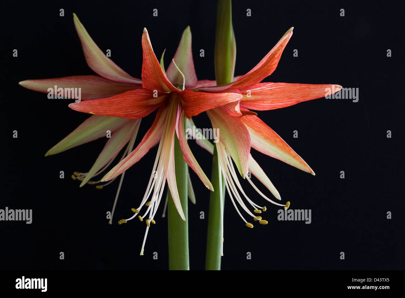 Hippeastrum 'Merengue' against a black background. Amaryllis flower 'Merengue'. Stock Photo
