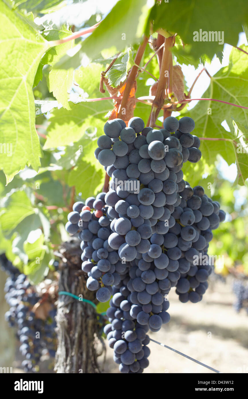 Grape Vine at Vinyard, Saint Emilion, Bordeaux Region, Gironde