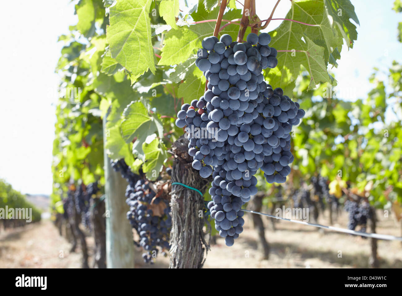 Grape Vine at Vinyard, Saint Emilion, Bordeaux Region, Gironde