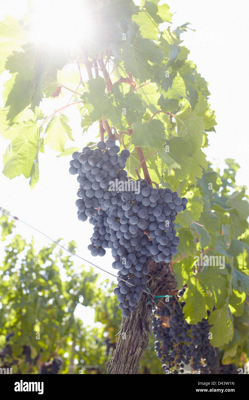 Grape Vine at Vinyard, Saint Emilion, Bordeaux Region, Gironde